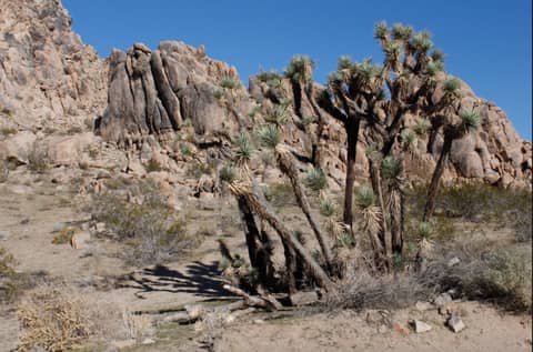 Boulder-Strewn Desert Land with Joshua Trees, photo 4